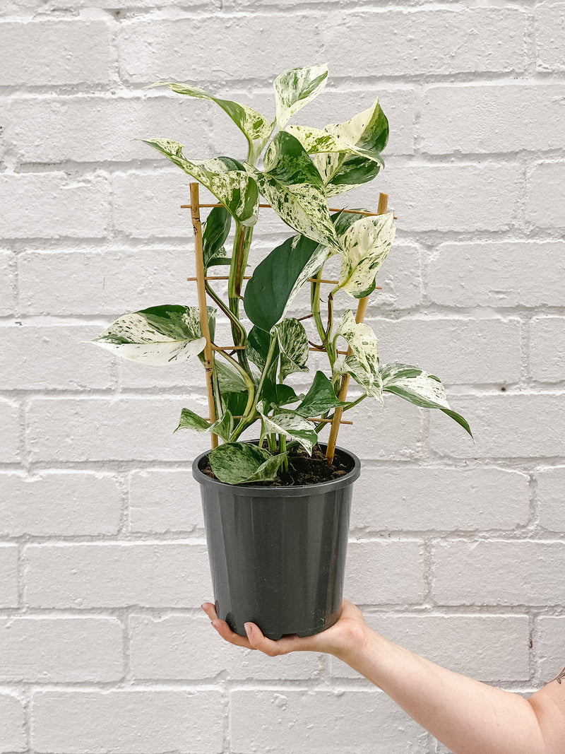 Plant: Marble Queen Ladder 170mm