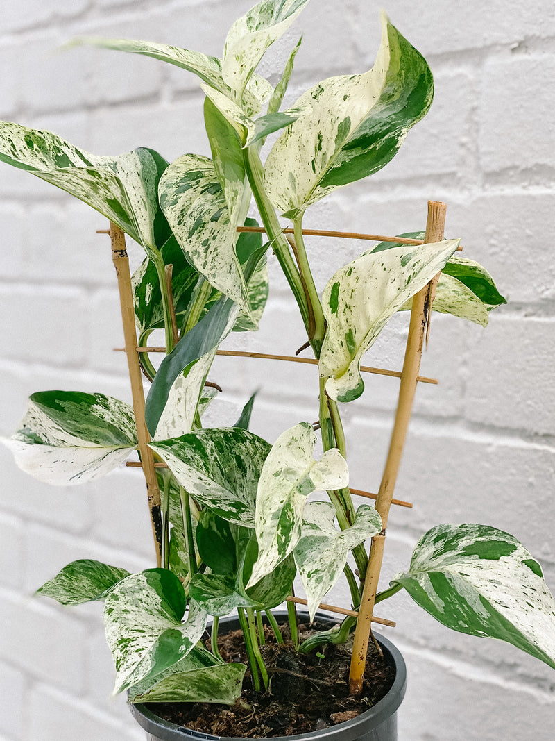 Plant: Marble Queen Ladder 170mm