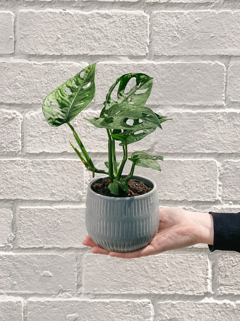 Plant: Monstera Monkey Mask 100mm & Pot