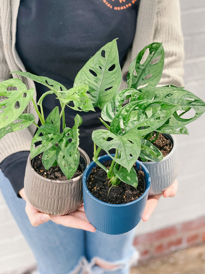 Plant: Monstera Monkey Mask 100mm & Pot