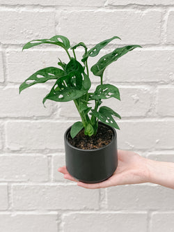 Plant: Monstera Monkey Mask 100mm & Pot