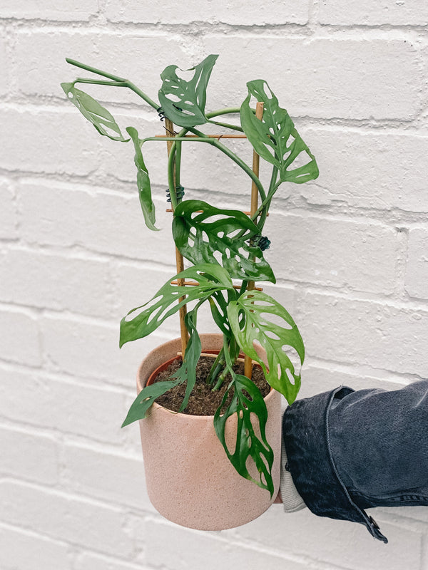 Plant: Swiss Cheese Plant Ladder 120mm & Pot