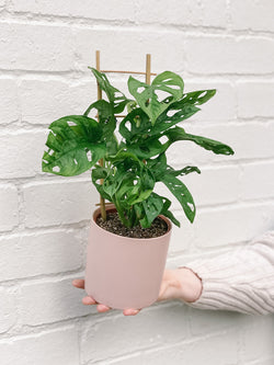 Plant: Monstera Monkey Mask Ladder 120mm & Pot