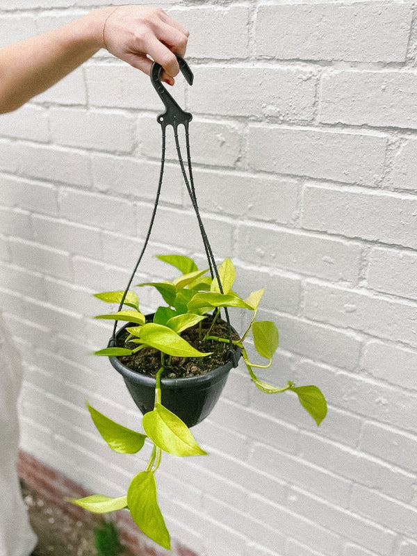 Plant: Hanging Neon Pothos 200mm