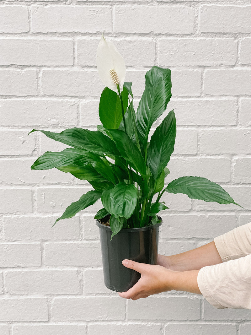 Plant: Peace Lily 170mm