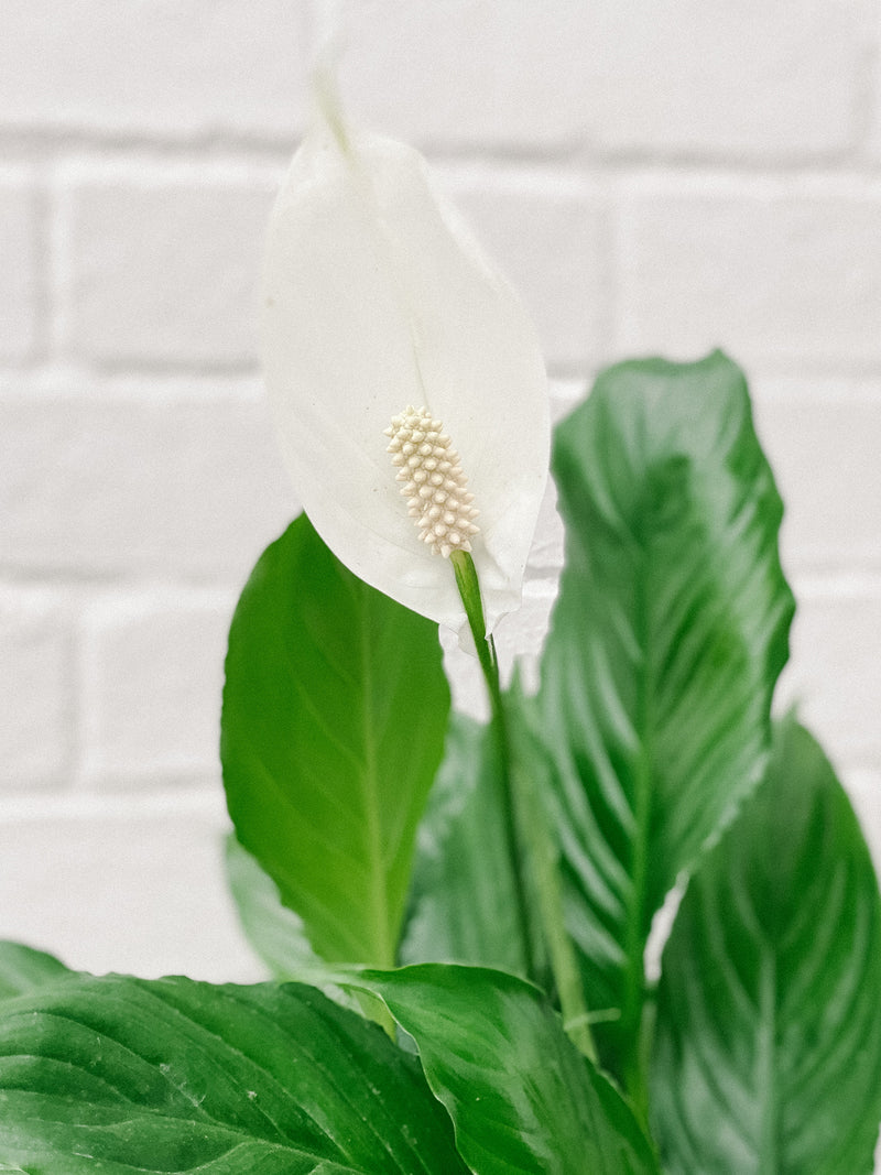 Plant: Peace Lily 170mm