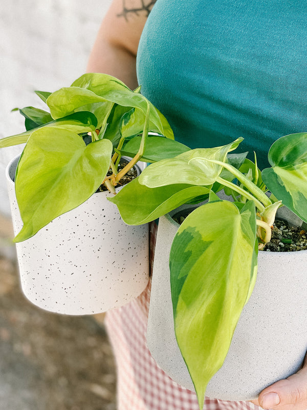 Plant: Philodendron Brasil 120mm & Pot