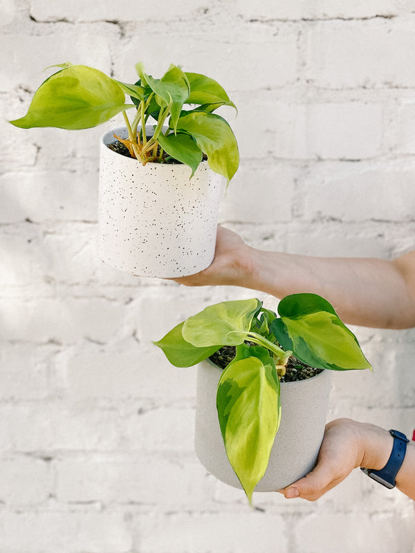 Plant: Philodendron Brasil 120mm & Pot