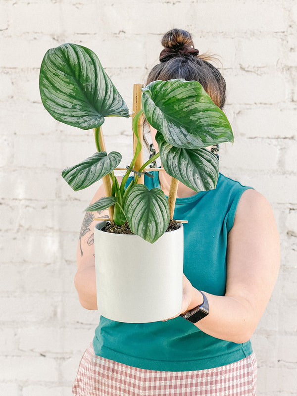 Plant: Philodendron Mamei Ladder 120mm & Pot