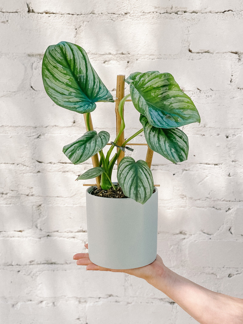 Plant: Philodendron Mamei Ladder 120mm & Pot