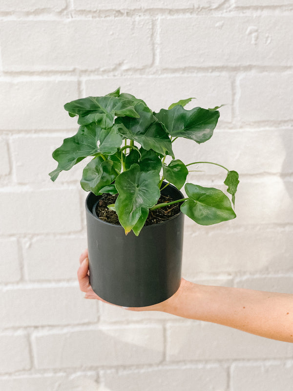 Plant: Philodendron Super Atom 120mm & Pot