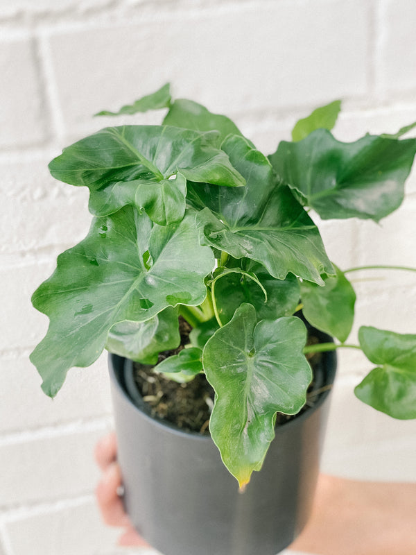 Plant: Philodendron Super Atom 120mm & Pot