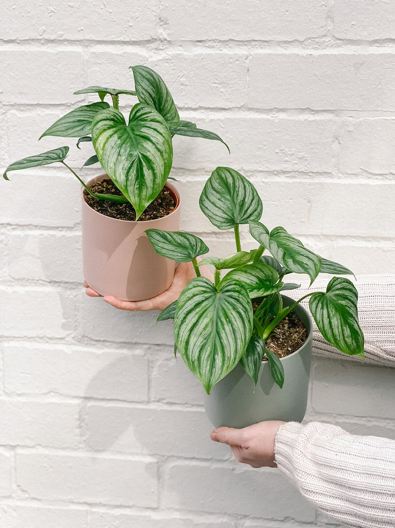 Plant: Philodendron Mamei 120mm & Pot