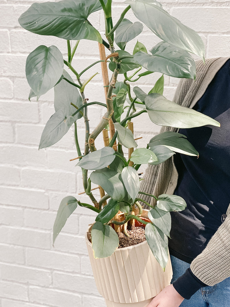 Philodendron Ladder 190mm & Pot