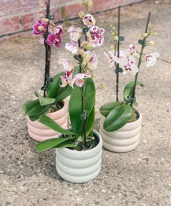 Plant: Potted Phalaenopsis Orchid 95mm & Pot