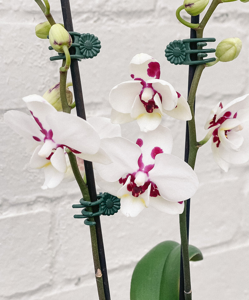 Plant: Potted Phalaenopsis Orchid 95mm & Pot