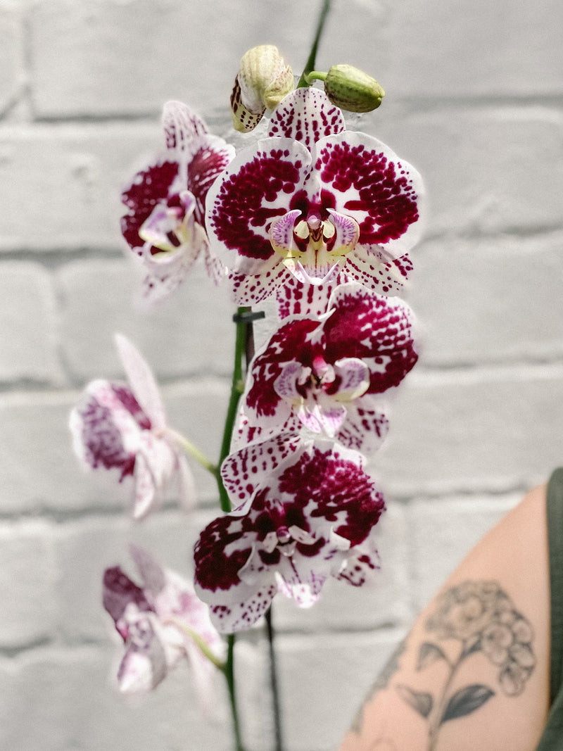 Plant: Potted Phalaenopsis Orchid 120mm & Pot