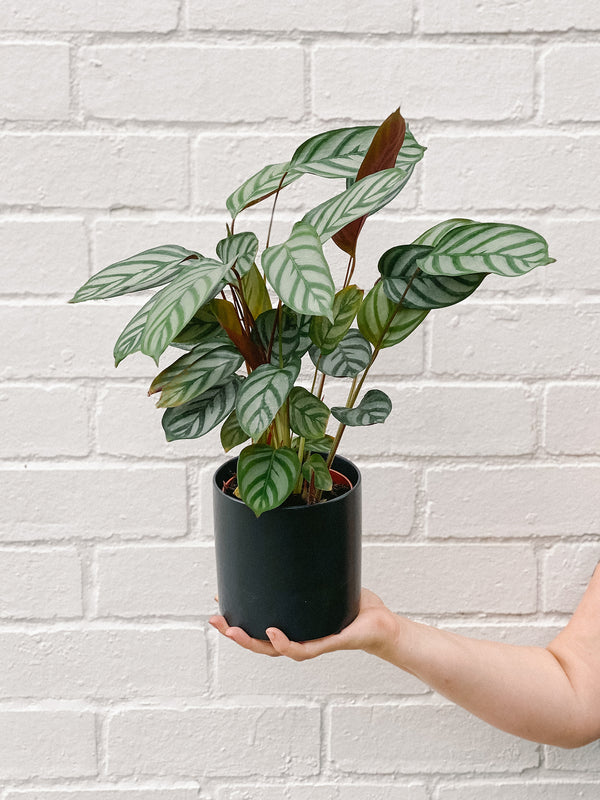 Plant: Prayer Plant Ctenanthe 120mm & Pot