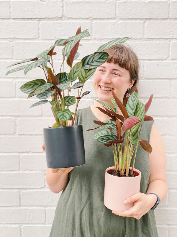 Plant: Prayer Plant Ctenanthe 120mm & Pot