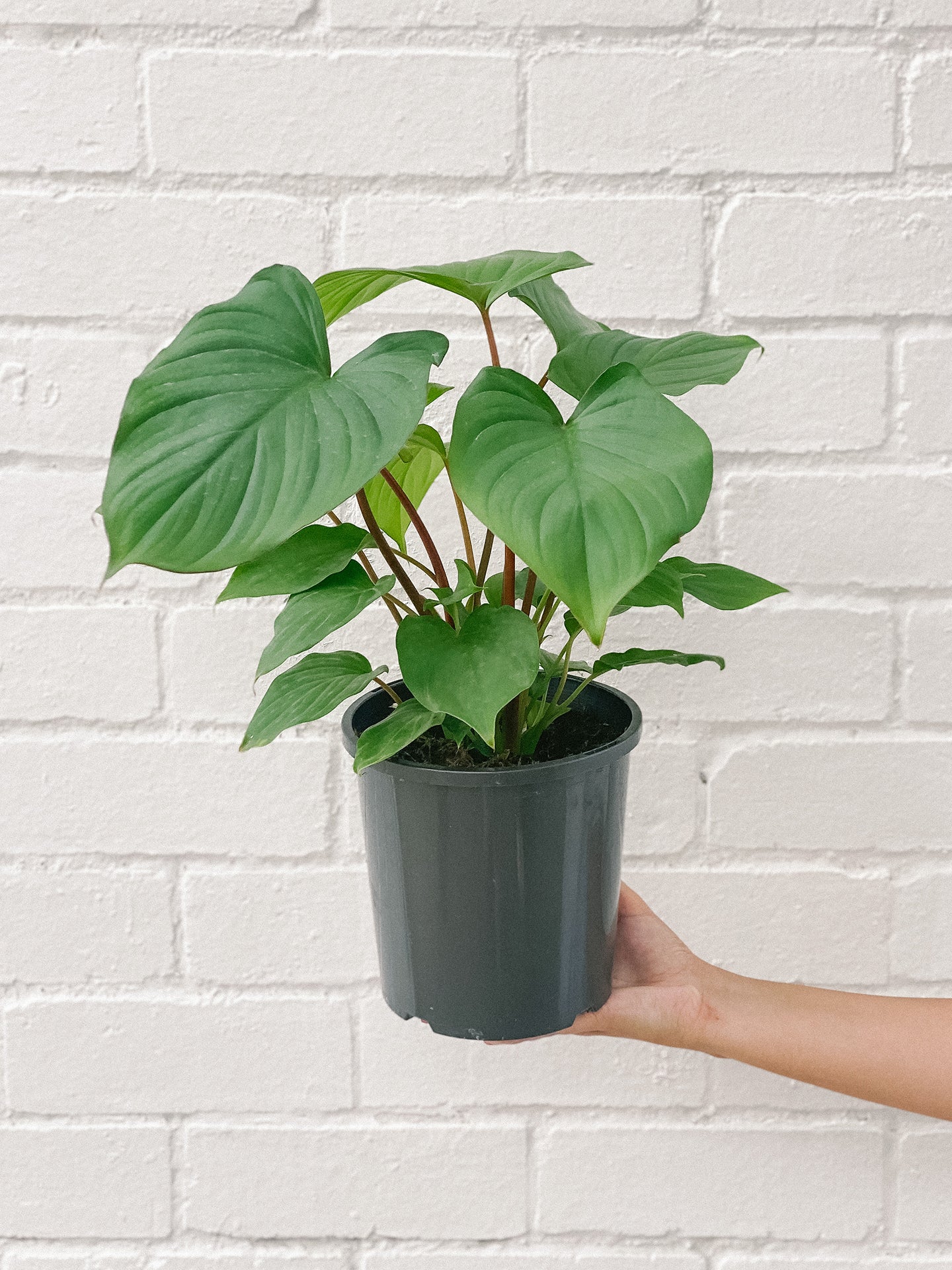 Plant Queen Of Hearts 170mm Plants Delivered Hello Blooms