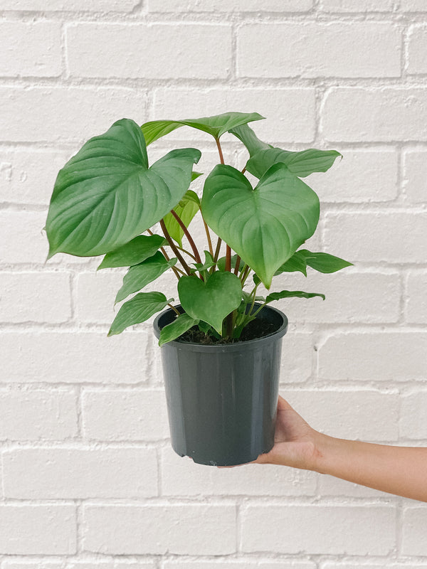 Plant: Queen Of Hearts 170mm