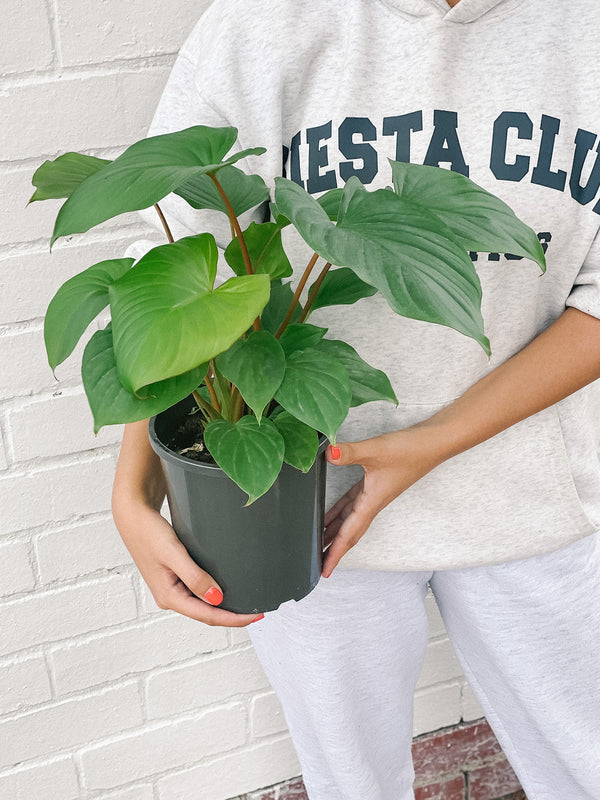 Plant: Queen Of Hearts 170mm