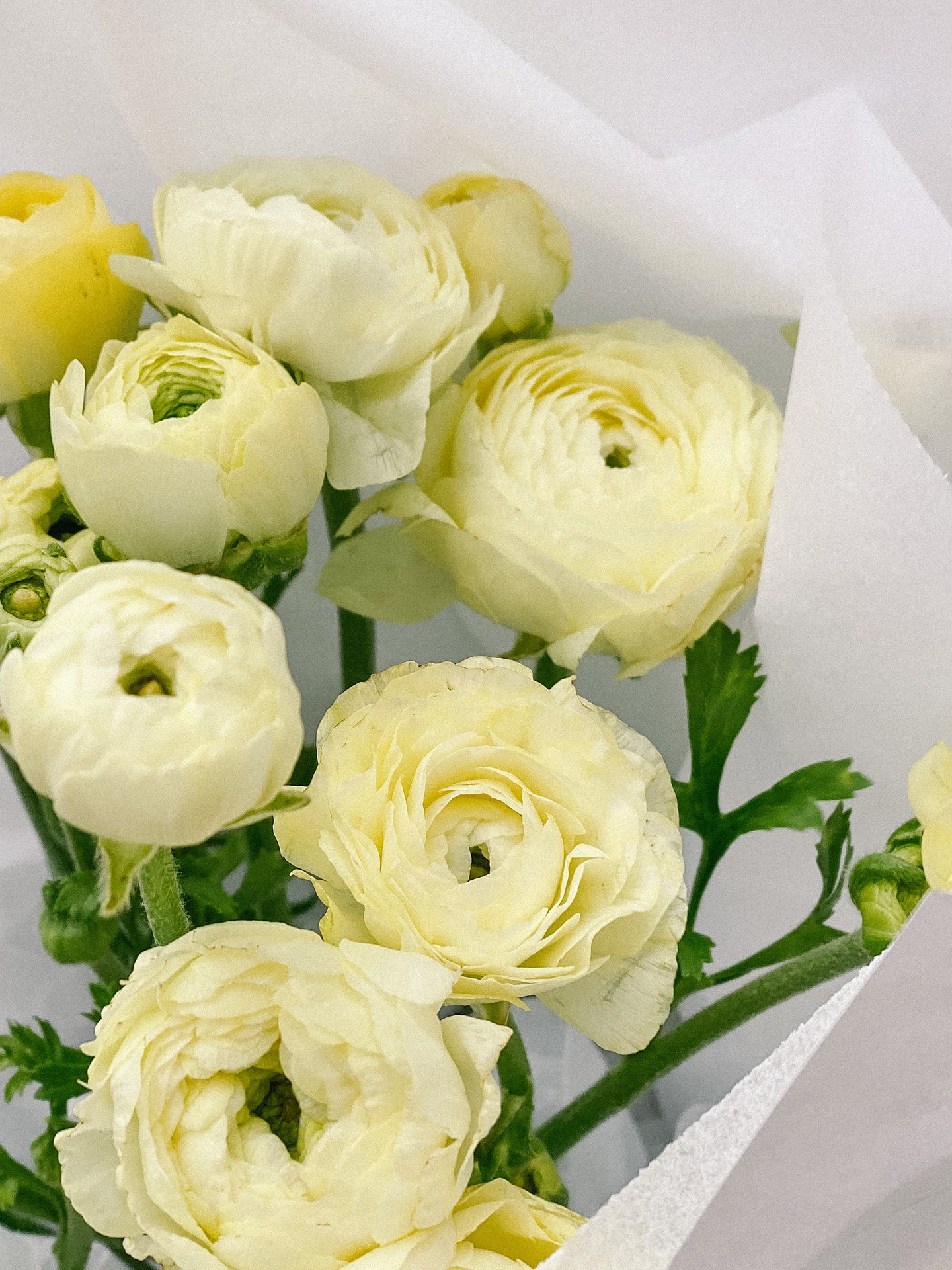 Market Blooms: Double Ranunculus | Flowers Delivered | Hello Blooms ...