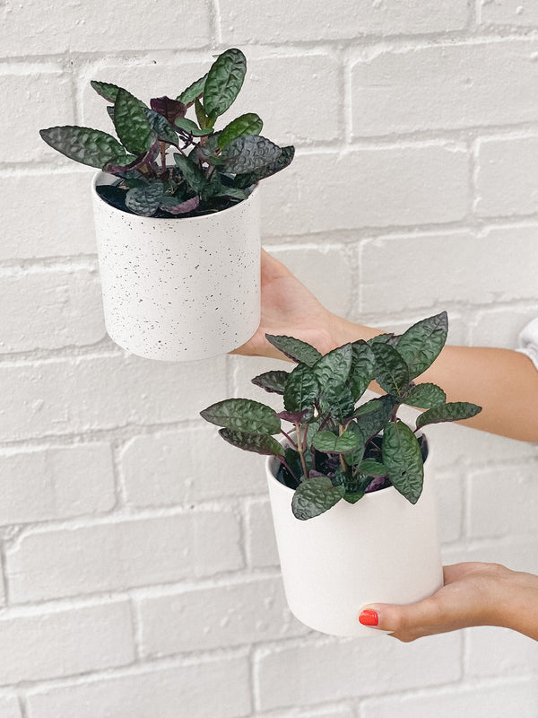 Plant: Waffle Plant 120mm & Pot