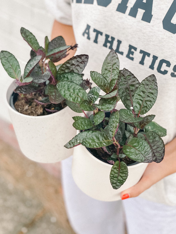 Plant: Waffle Plant 120mm & Pot