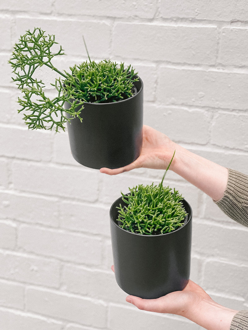 Plant: Rhipsalis 120mm & Pot