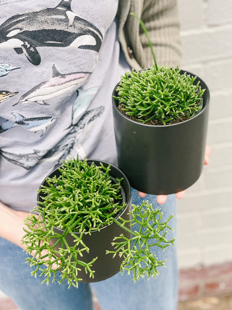 Plant: Rhipsalis 120mm & Pot