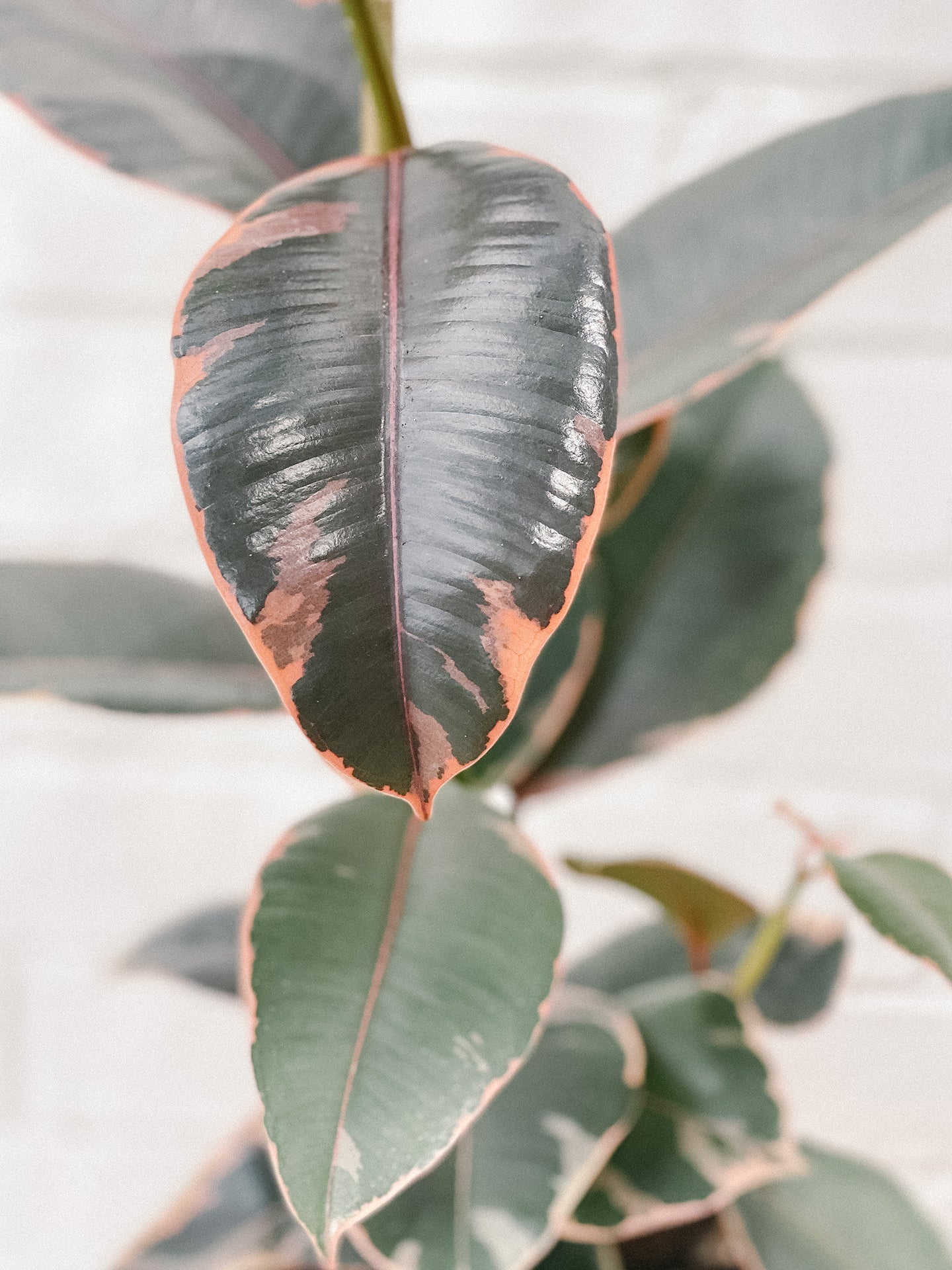 Ficus Elastica Ruby 170mm | Plant Delivery | Hello Blooms Melbourne