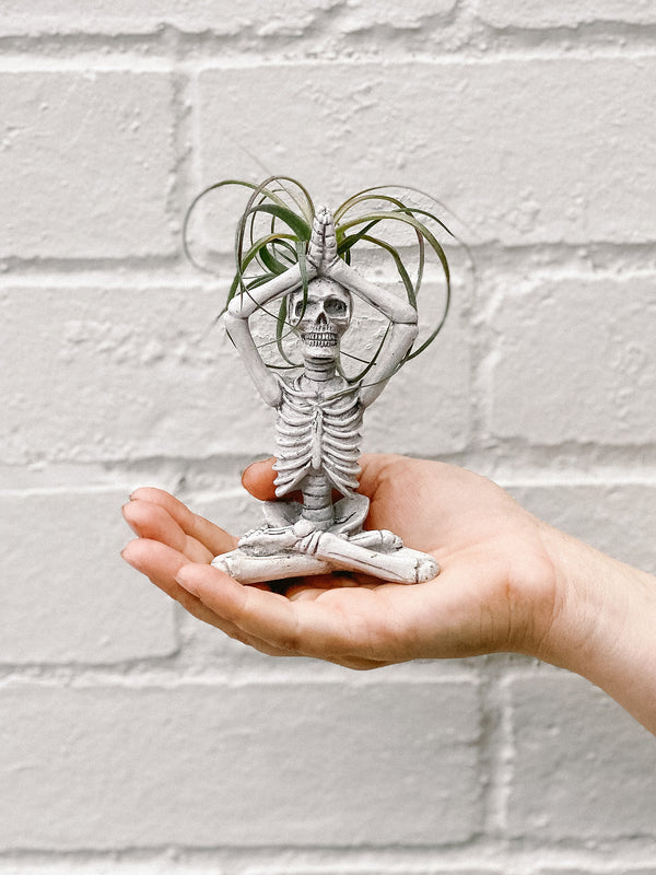 Skeleton Air Plant
