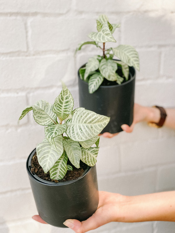 Plant: Snow White Plant 120mm & Pot