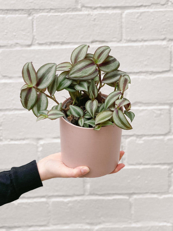 Plant: Tradescantia Spiderwort 120mm & Pot