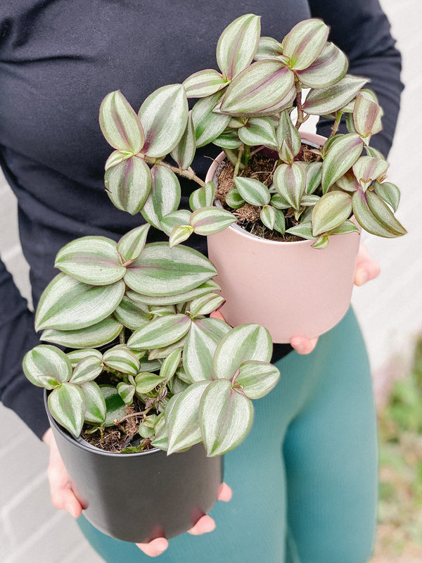 Plant: Tradescantia Spiderwort 120mm & Pot