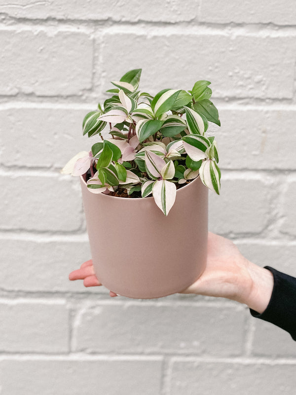 Plant: Tradescantia Tricolour 120mm & Pot