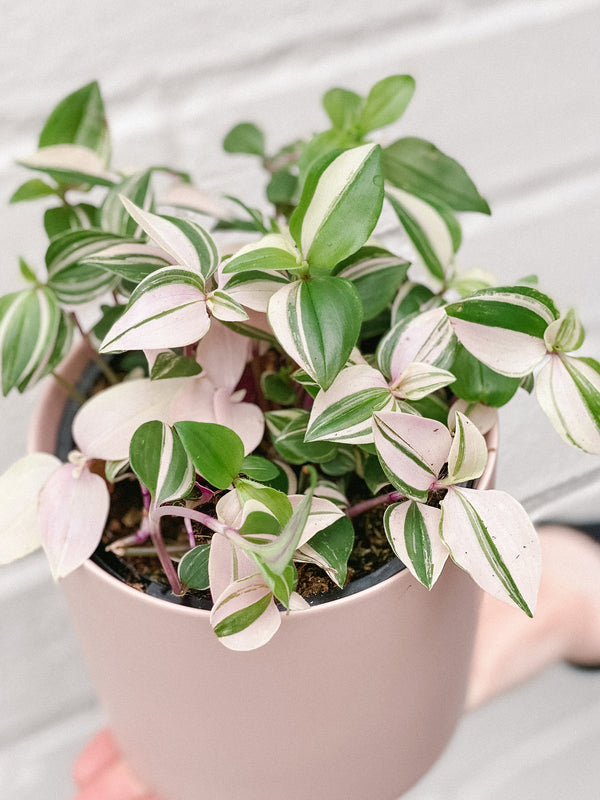 Plant: Tradescantia Tricolour 120mm & Pot
