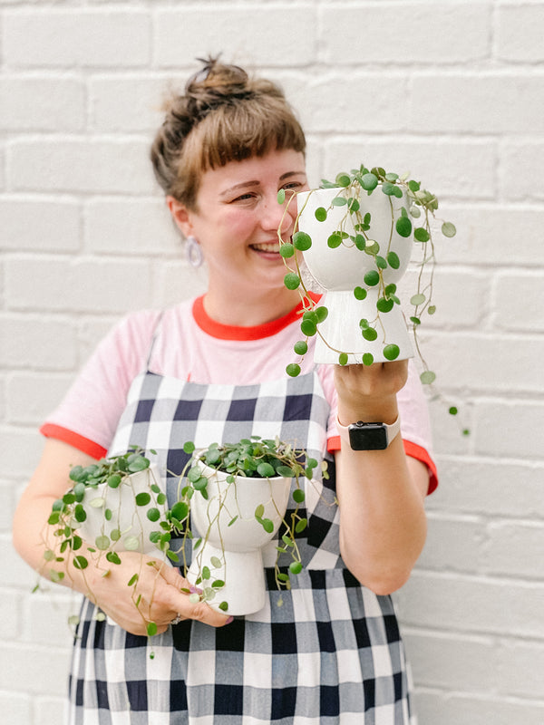 Trailing Peperomia & Pot