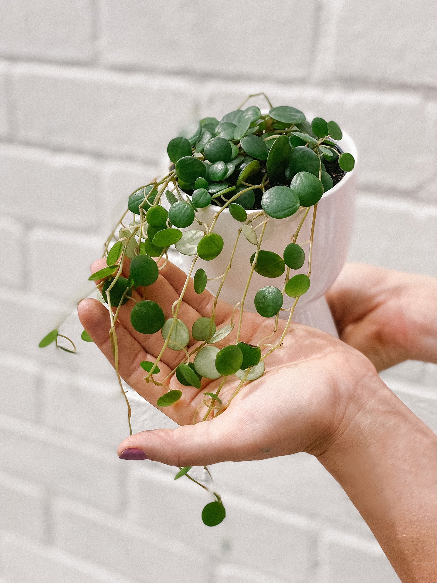 Trailing Peperomia & Pot | Plants Delivered | Hello Blooms Melbourne