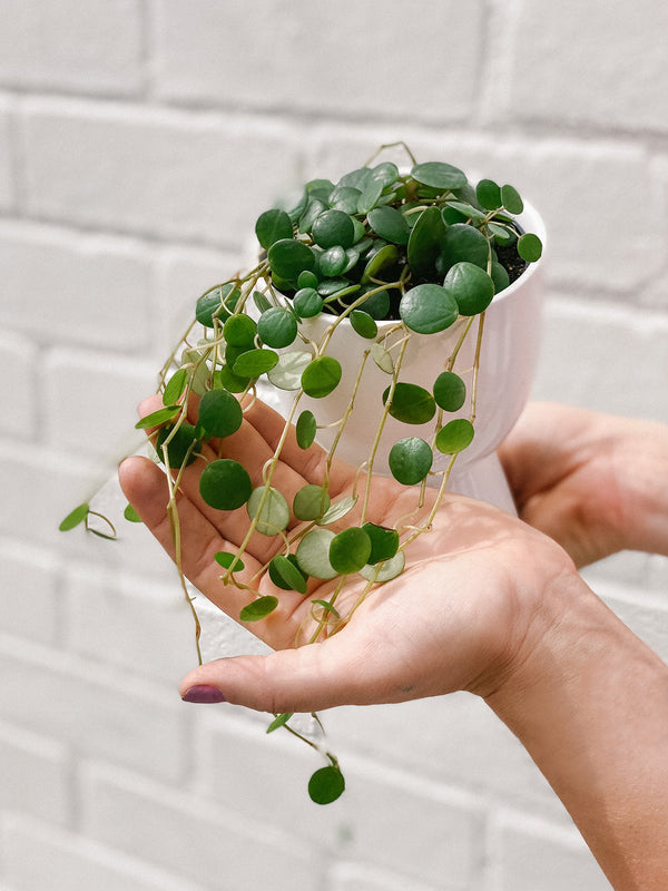 Trailing Peperomia & Pot