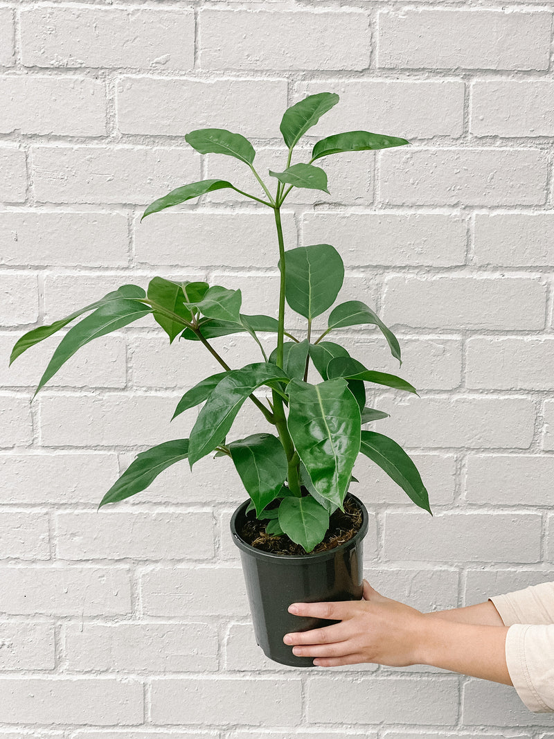 Plant: Umbrella Plant 170mm