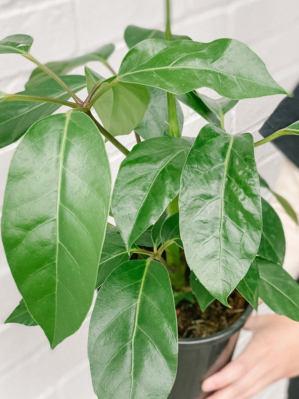 Plant: Umbrella Plant 170mm