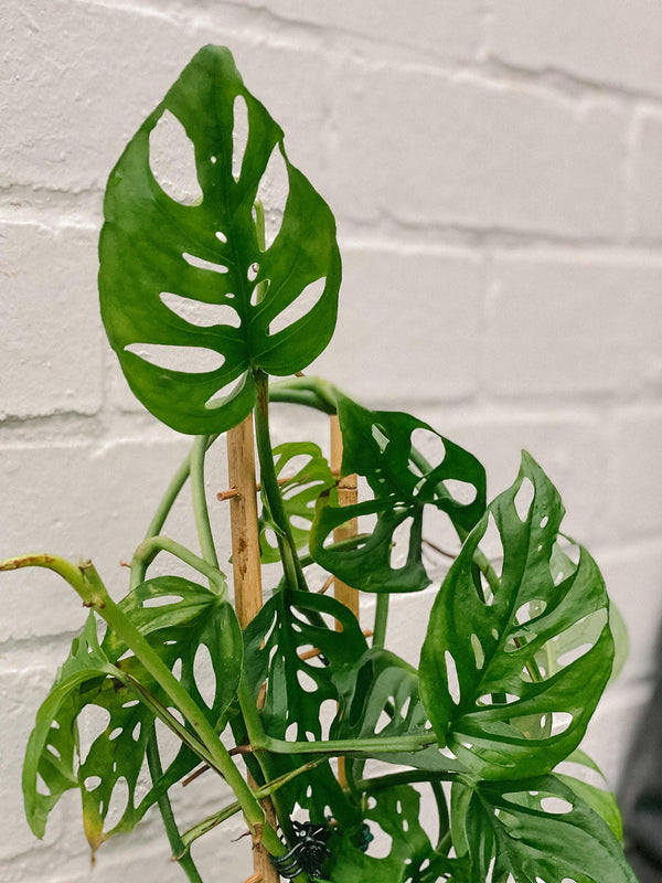 Plant: Swiss Cheese Plant Ladder 120mm & Pot