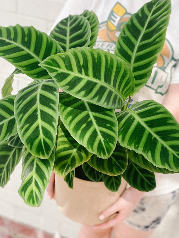 Plant: Zebra Plant 190mm & Pot