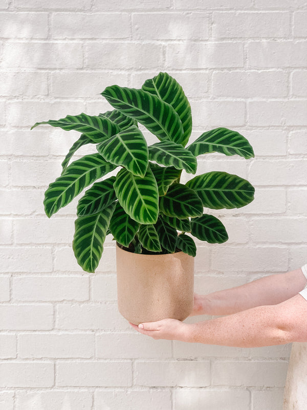 Plant: Zebra Plant 190mm & Pot